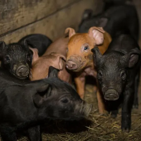 Apartamento Oberschartlhof Flachau