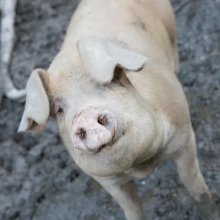 Daire Oberschartlhof *