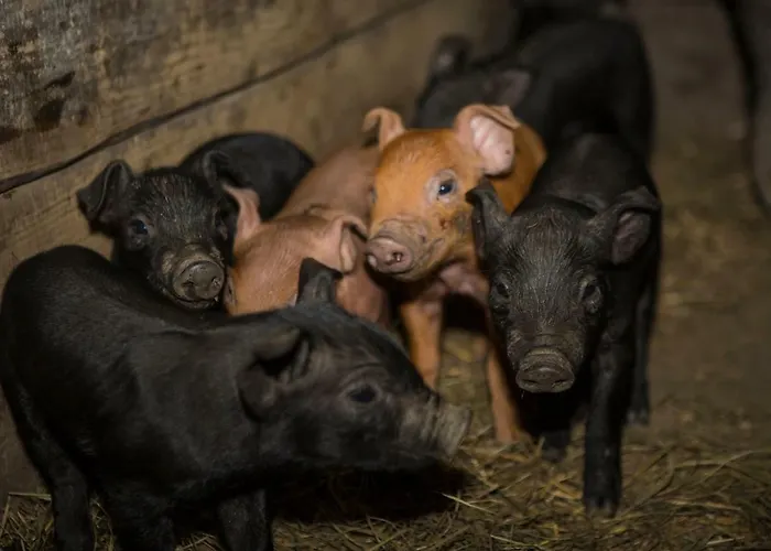 Apartamento Oberschartlhof Flachau