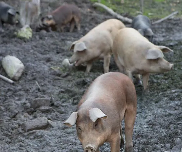 Oberschartlhof * Flachau