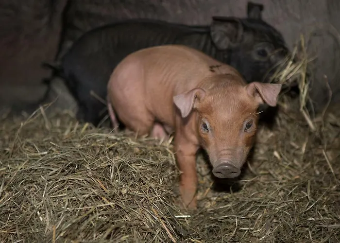 Apartamento Oberschartlhof *