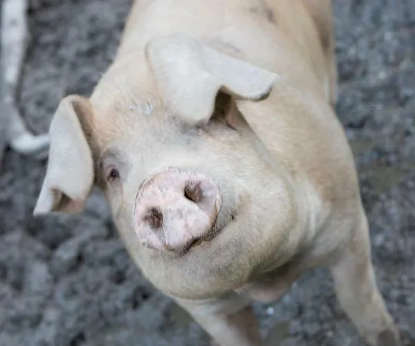 Appartement Oberschartlhof *